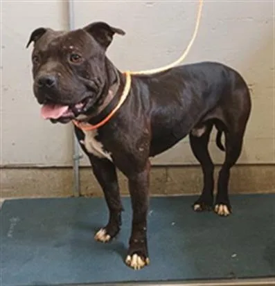 An adult large-sized male Pit Bull Terrier dog named Petey for adoption in Camarillo, CA