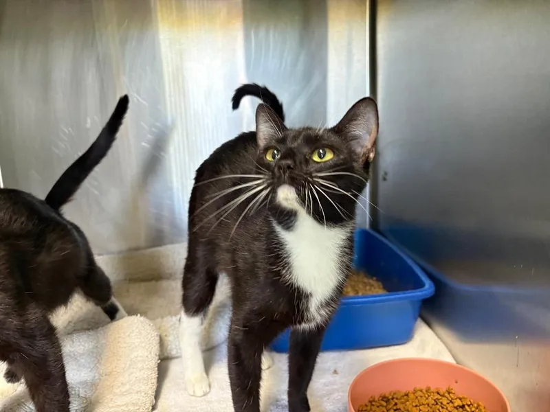 A young large-sized female Domestic Short Hair cat named Hopscotch for adoption in Dalton, GA
