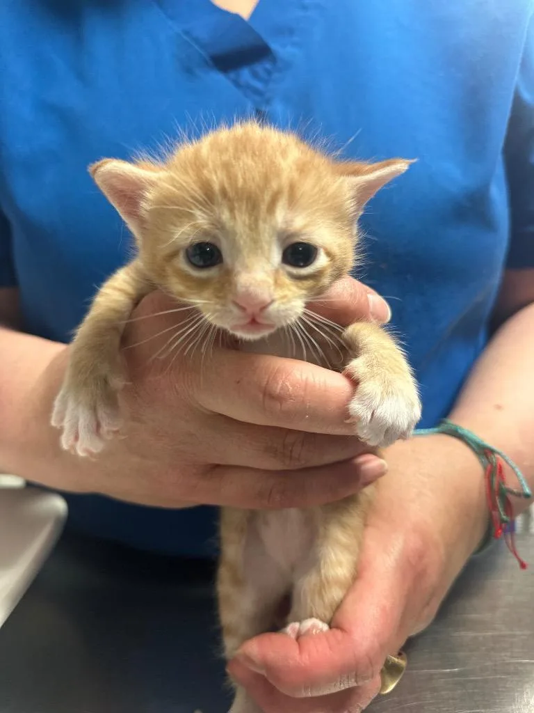 A baby small-sized male Domestic Short Hair cat named Poppy for adoption in Ewing, NJ