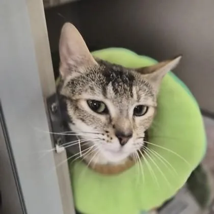An adult medium-sized female Brown / Chocolate Domestic Short Hair cat named Soup for adoption in Sacramento, CA