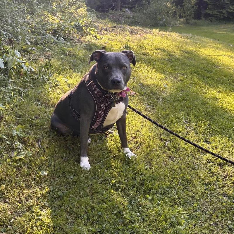 A young medium-sized female Gray / Blue / Silver Mixed Breed dog named Zsa Zsa for adoption in Auburn, NH