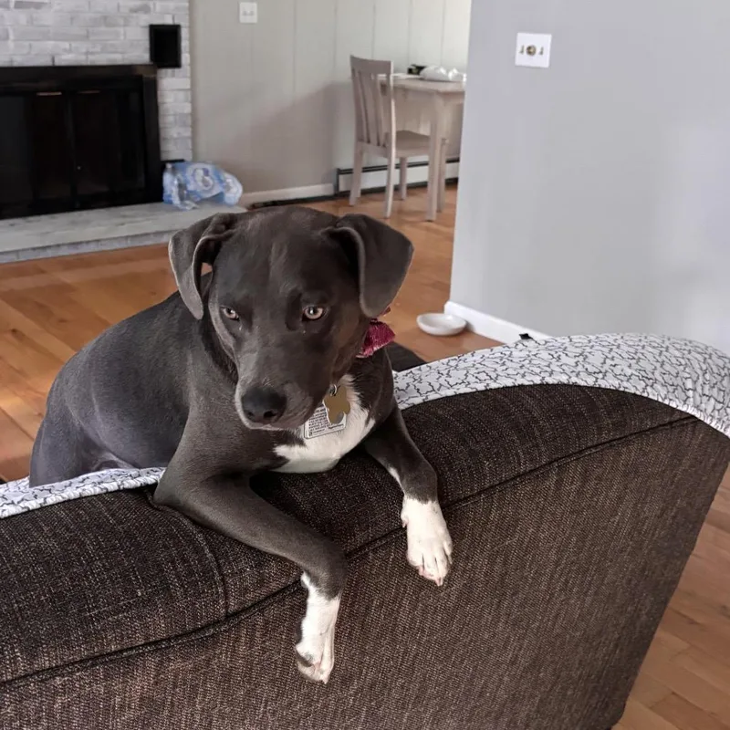 Zsa Zsa thumbnail 4