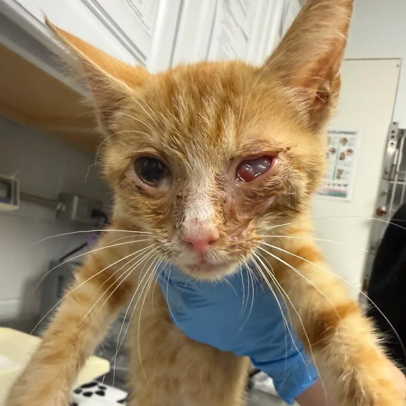 A baby small-sized male Orange / Red Domestic Short Hair cat named Porky for adoption in Greenville, SC