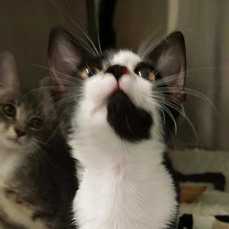 A baby small-sized female Domestic Short Hair cat named Jasmine for adoption in Parkland, FL