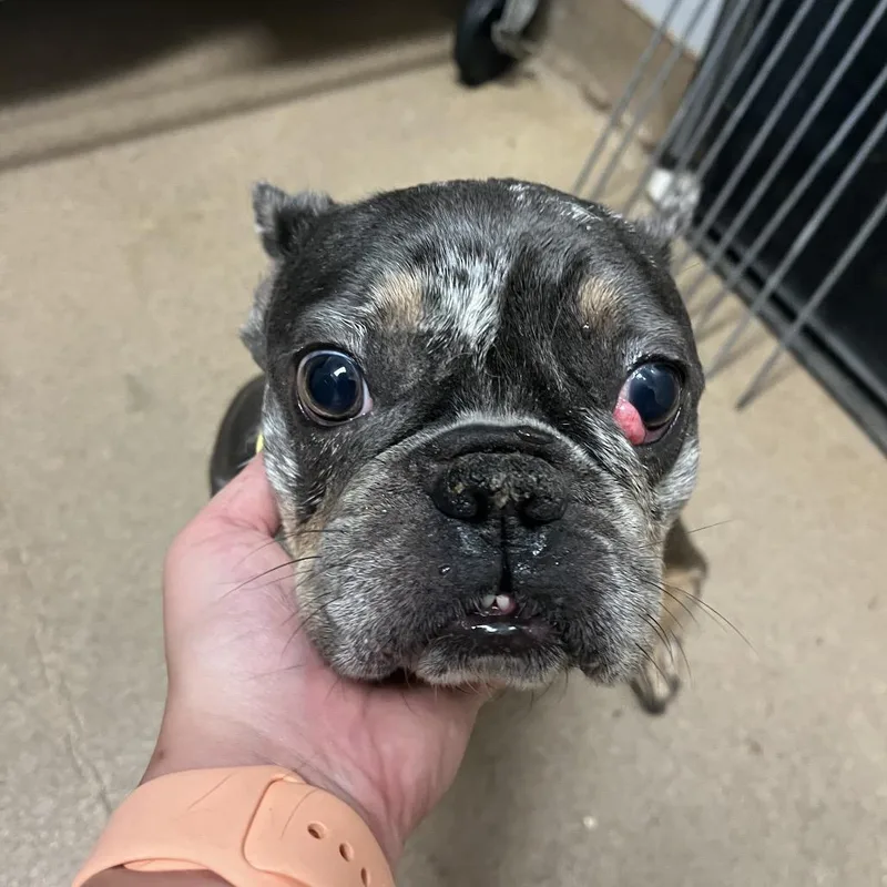 An adult small-sized female Gray / Blue / Silver Mixed Breed dog named Nanner for adoption in Chattanooga, TN