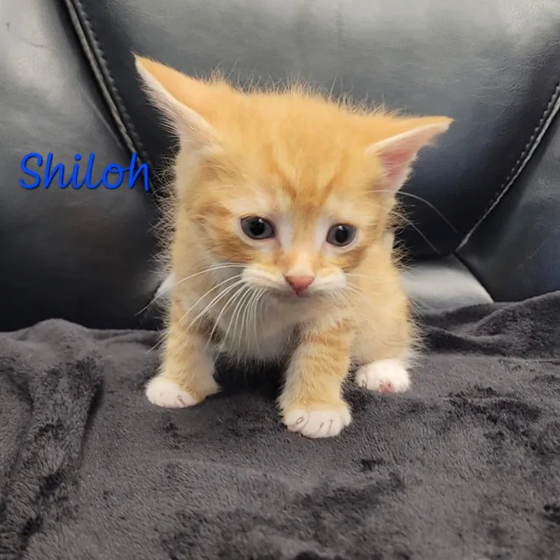 A baby small-sized male Orange / Red Domestic Short Hair cat named Shiloh for adoption in Parkersburg, WV