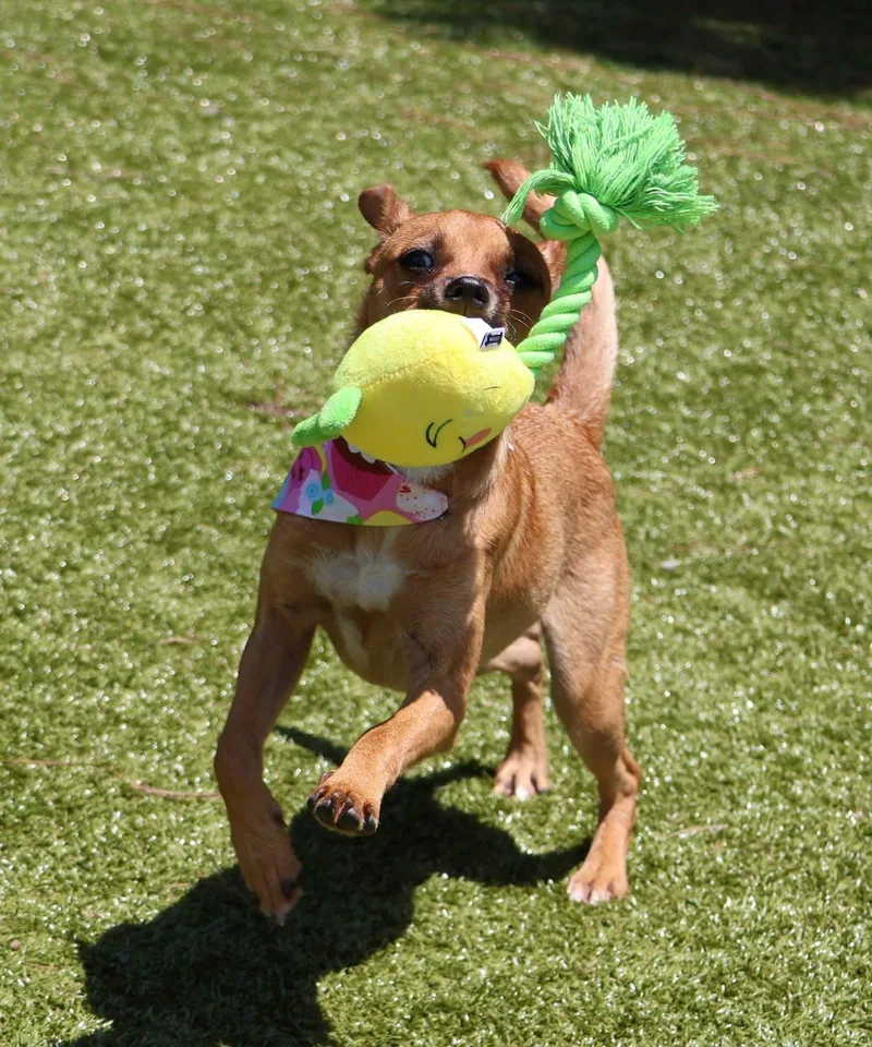 A young small-sized female Chihuahua dog named Ginny Athens for adoption in Rockaway, NJ