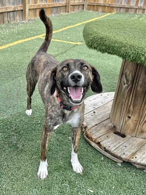 An adult medium-sized male Hound dog named Scout for adoption in Manchester, CT