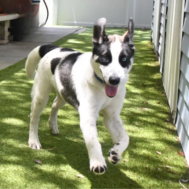 A baby medium-sized female Mixed Breed dog named Samantha for adoption in Saint Petersburg, FL