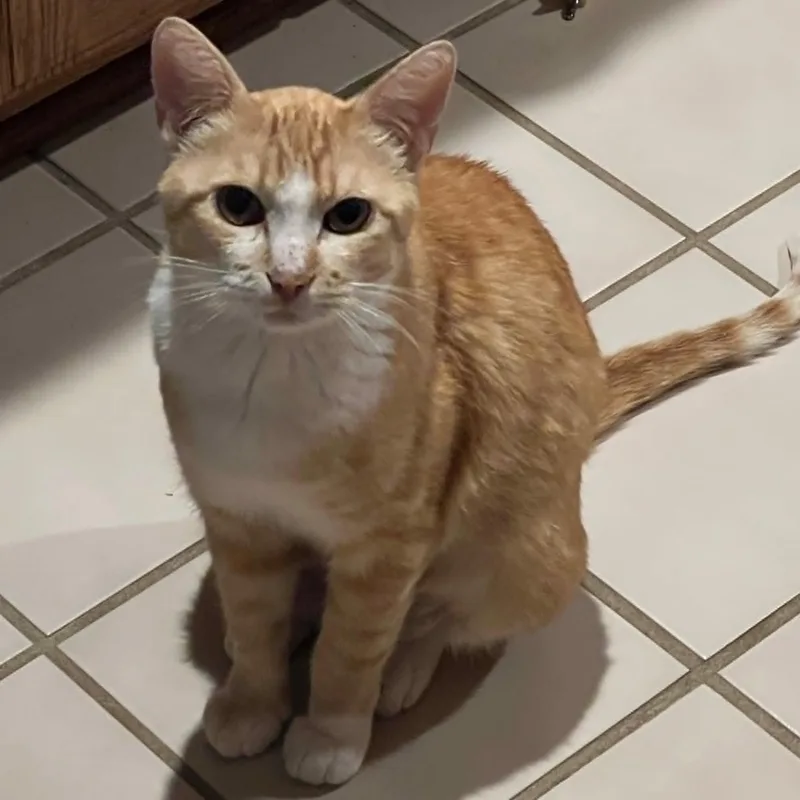 A young medium-sized female Orange & White Domestic Short Hair cat named Ella for adoption in Lenexa, KS