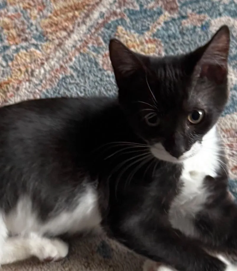 A baby small-sized male American Shorthair cat named Thunderbolt for adoption in Darien, GA