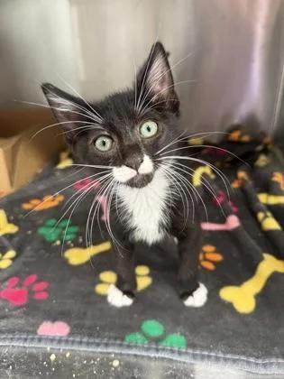 A baby small-sized female Domestic Short Hair cat named Suzuki for adoption in West Chester, PA