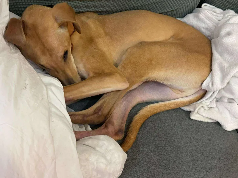 An adult medium-sized male Apricot / Beige Saluki dog named Wish for adoption in Palos Heights, IL
