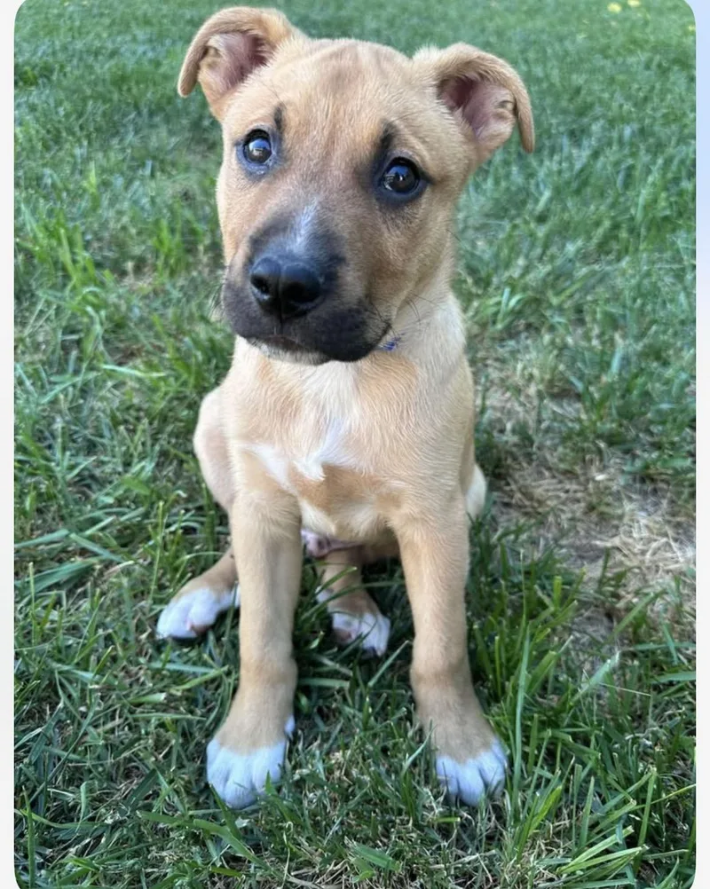 A baby medium-sized male Brown / Chocolate Boxer dog named Pickles for adoption in Kannapolis, NC