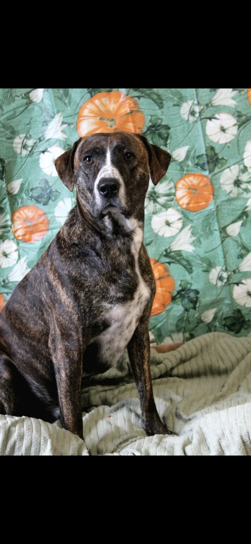 An adult medium-sized male Brindle Mountain Cur dog named Freckles for adoption in Berea, KY