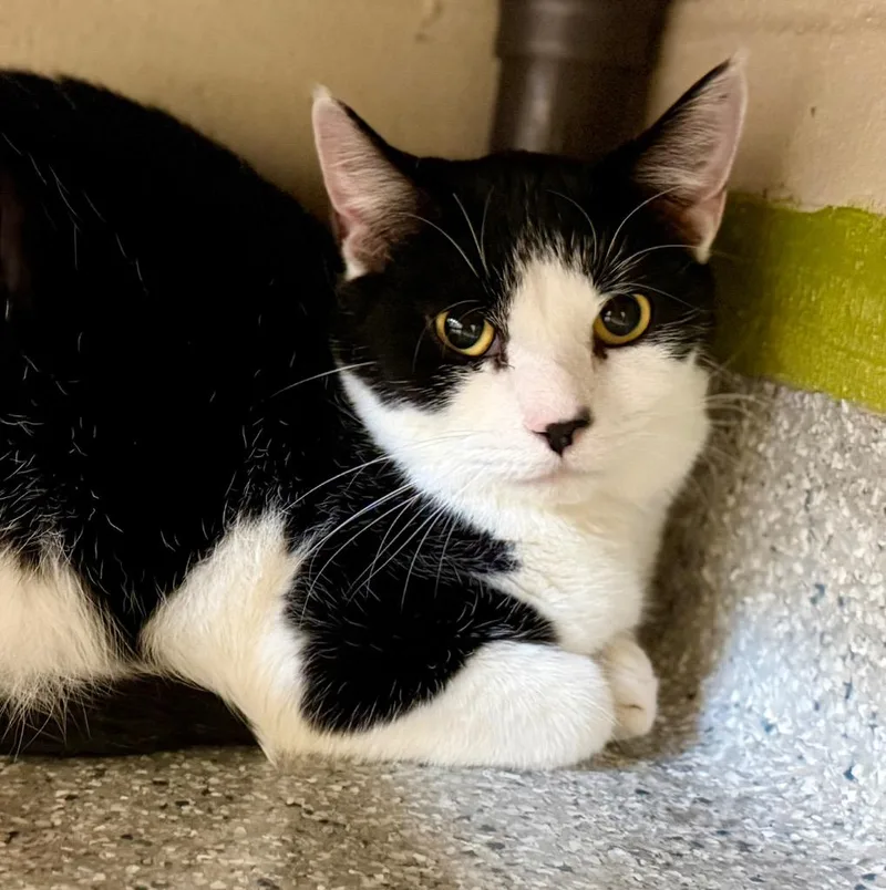 A young medium-sized male Domestic Short Hair cat named Bambam for adoption in Columbia, IL