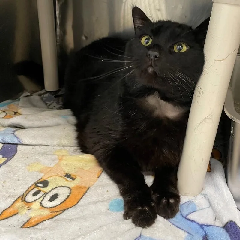 Midnight thumbnail 2