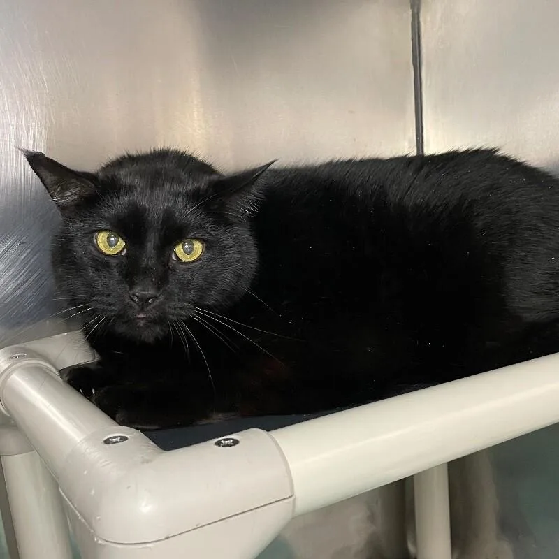 Midnight thumbnail 3