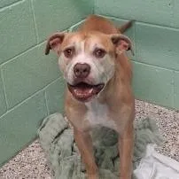 An adult large-sized male Brown / Chocolate Pit Bull Terrier dog named Rambo for adoption in Bullhead City, AZ