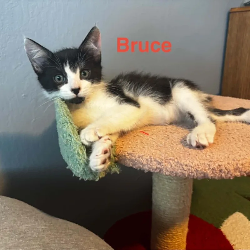 Bruce thumbnail 3