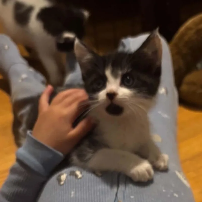 Bruce thumbnail 4