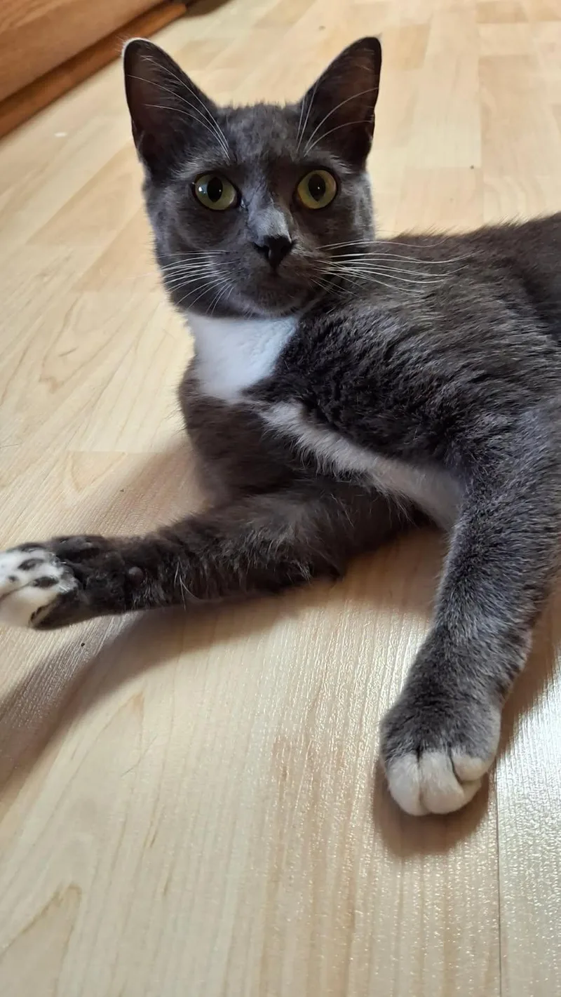 An adult medium-sized female Gray / Blue / Silver Domestic Short Hair cat named Daphne for adoption in Marietta, GA
