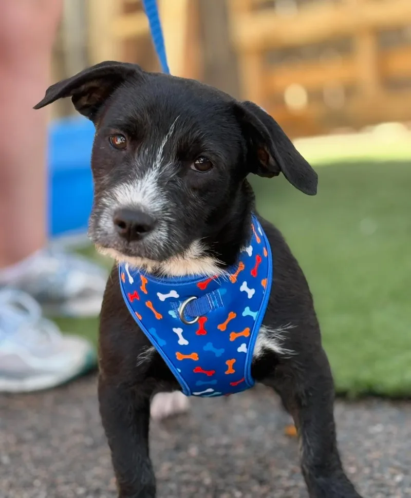 A baby small-sized male Black Wirehaired Dachshund dog named Shamrock for adoption in Longmont, CO