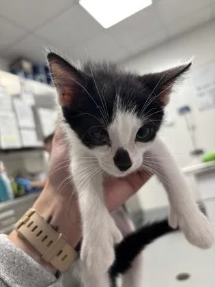 A baby small-sized male Domestic Short Hair cat named Chance for adoption in Cumming, GA