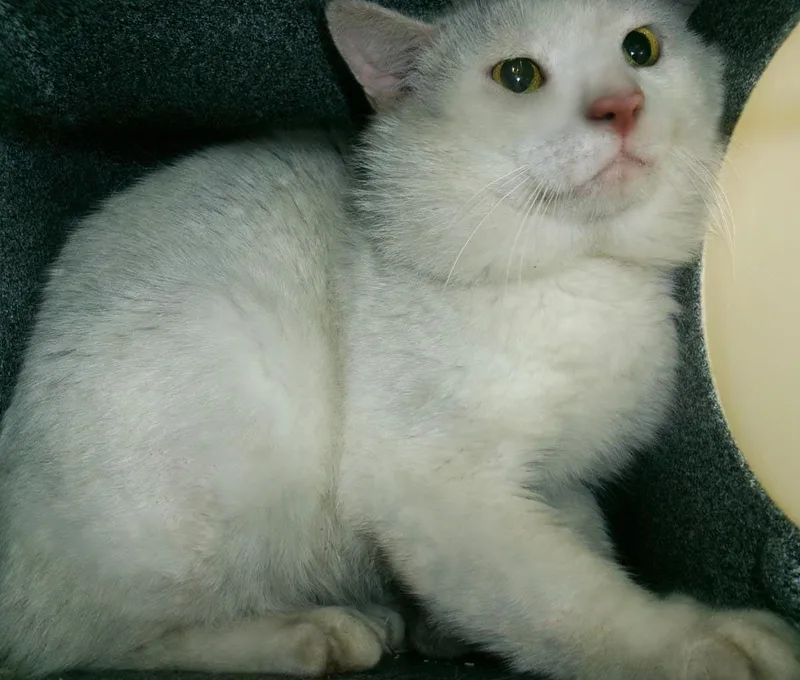 An adult large-sized male White Domestic Short Hair cat named Lagoon for adoption in Plover, WI