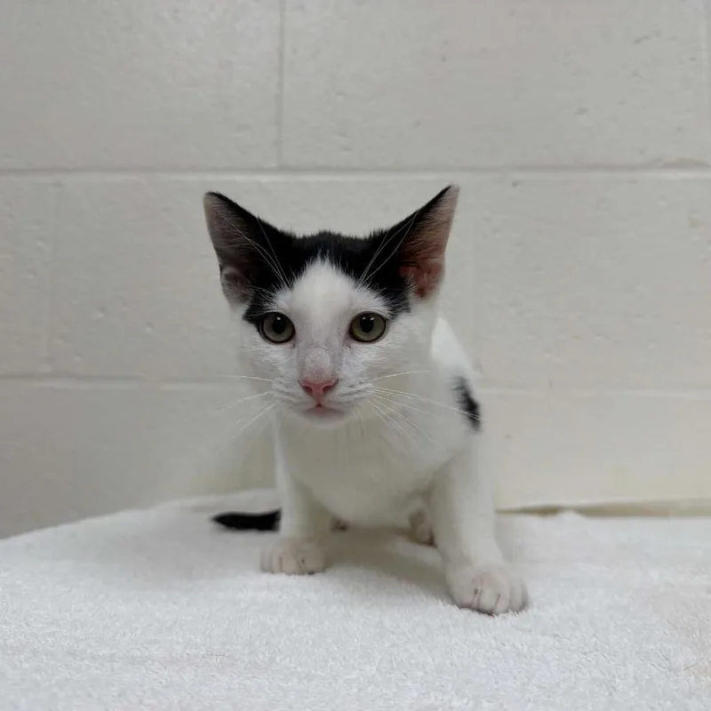 A baby small-sized male White Domestic Short Hair cat named SVASStray for adoption in Verona, VA