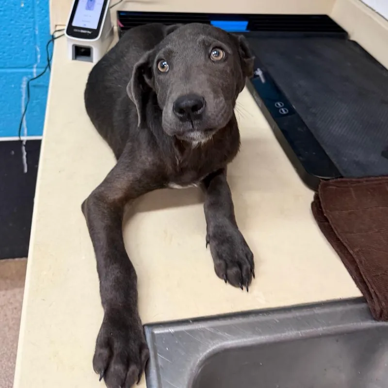A baby small-sized male Gray / Blue / Silver Pit Bull Terrier dog named Moose for adoption in Ardmore, OK