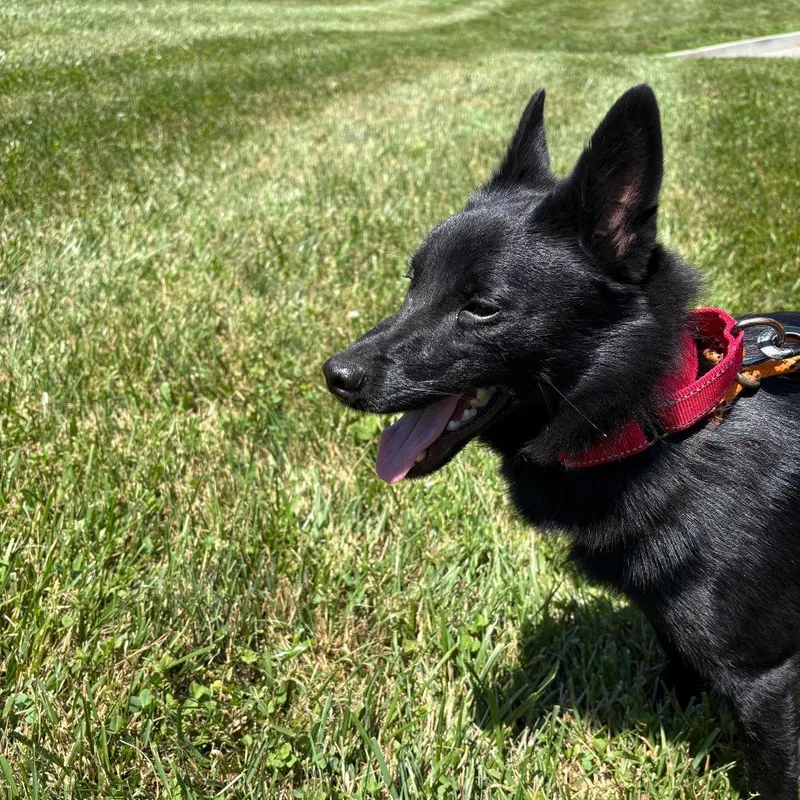 An adult small-sized male Black Schipperke dog named Nanner for adoption in Batavia, OH