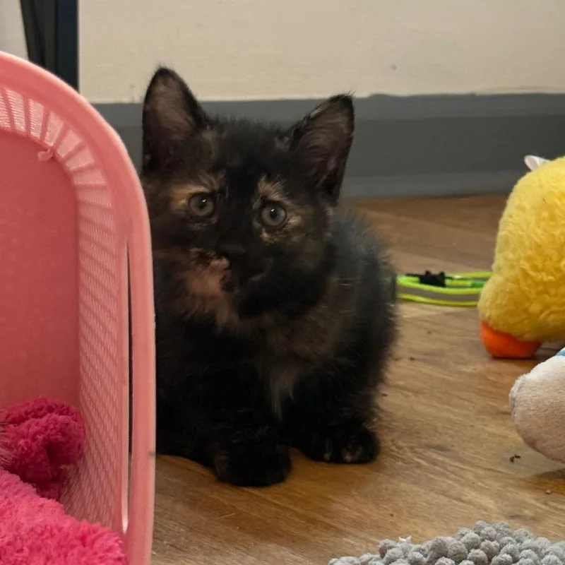 A baby small-sized female Tortoiseshell Domestic Short Hair cat named Ashley for adoption in Kansas City, MO