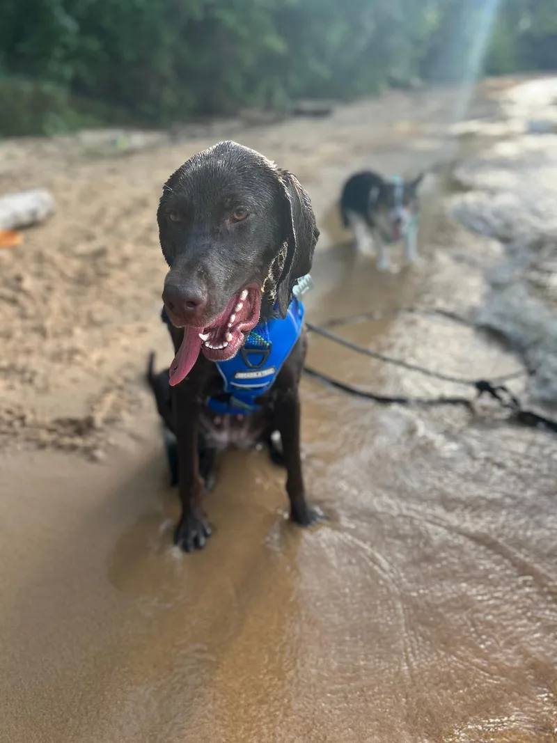 A young medium-sized female German Shorthaired Pointer dog named Retta for adoption in Alexandria, VA