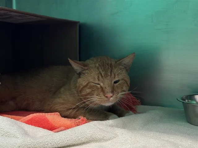 A young small-sized male Domestic Short Hair cat named Vern for adoption in Boston, MA