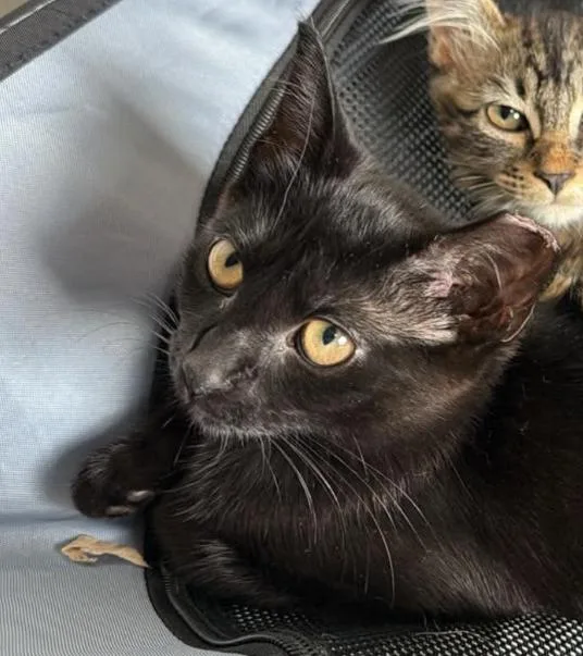 A baby medium-sized female Black Domestic Short Hair cat named Leap for adoption in Omaha, NE