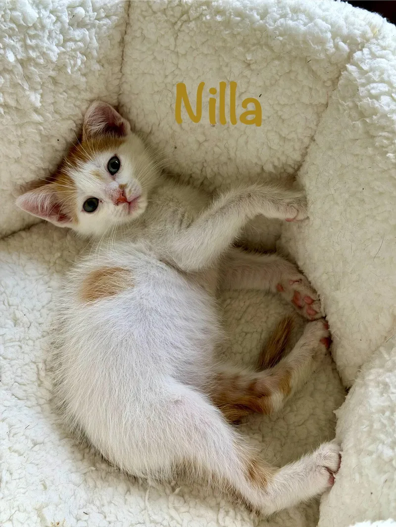 A baby medium-sized male Orange & White Domestic Short Hair cat named Nilla for adoption in Reston, VA