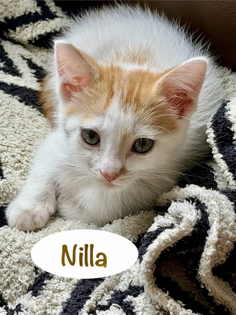 Nilla thumbnail 2