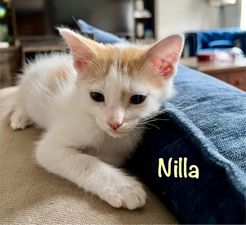 Nilla thumbnail 3