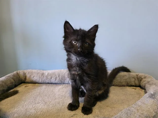 A baby small-sized female Domestic Short Hair cat named Moscow for adoption in Santa Clara, CA