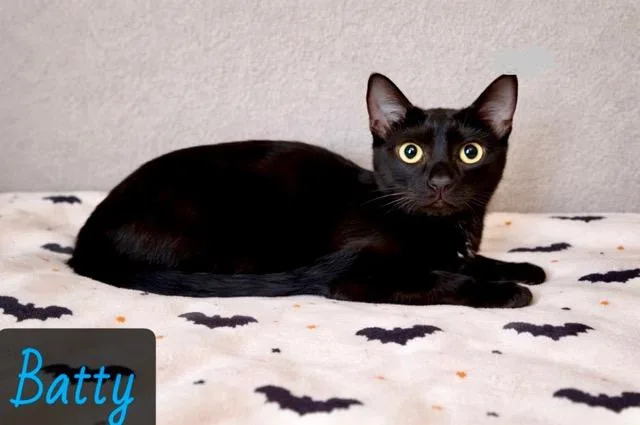 A young medium-sized male Black Domestic Short Hair cat named Batty for adoption in Englewood, FL