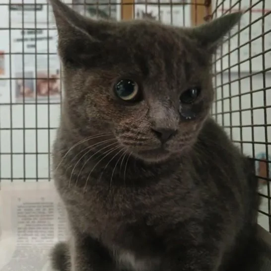 A baby small-sized female Domestic Short Hair cat named Cupcake for adoption in Los Angeles, CA