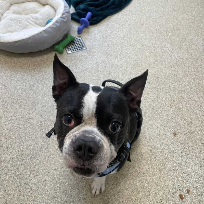 A senior small-sized male Black Boston Terrier dog named Bubba for adoption in Gloucester, VA