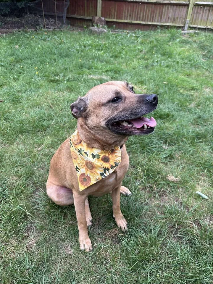 Lila Bubbles thumbnail 5