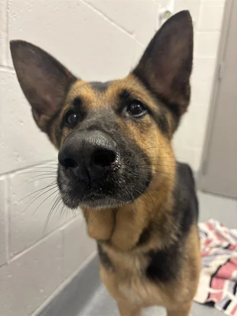 An adult medium-sized female German Shepherd Dog dog named Ruth for adoption in Indianapolis, IN