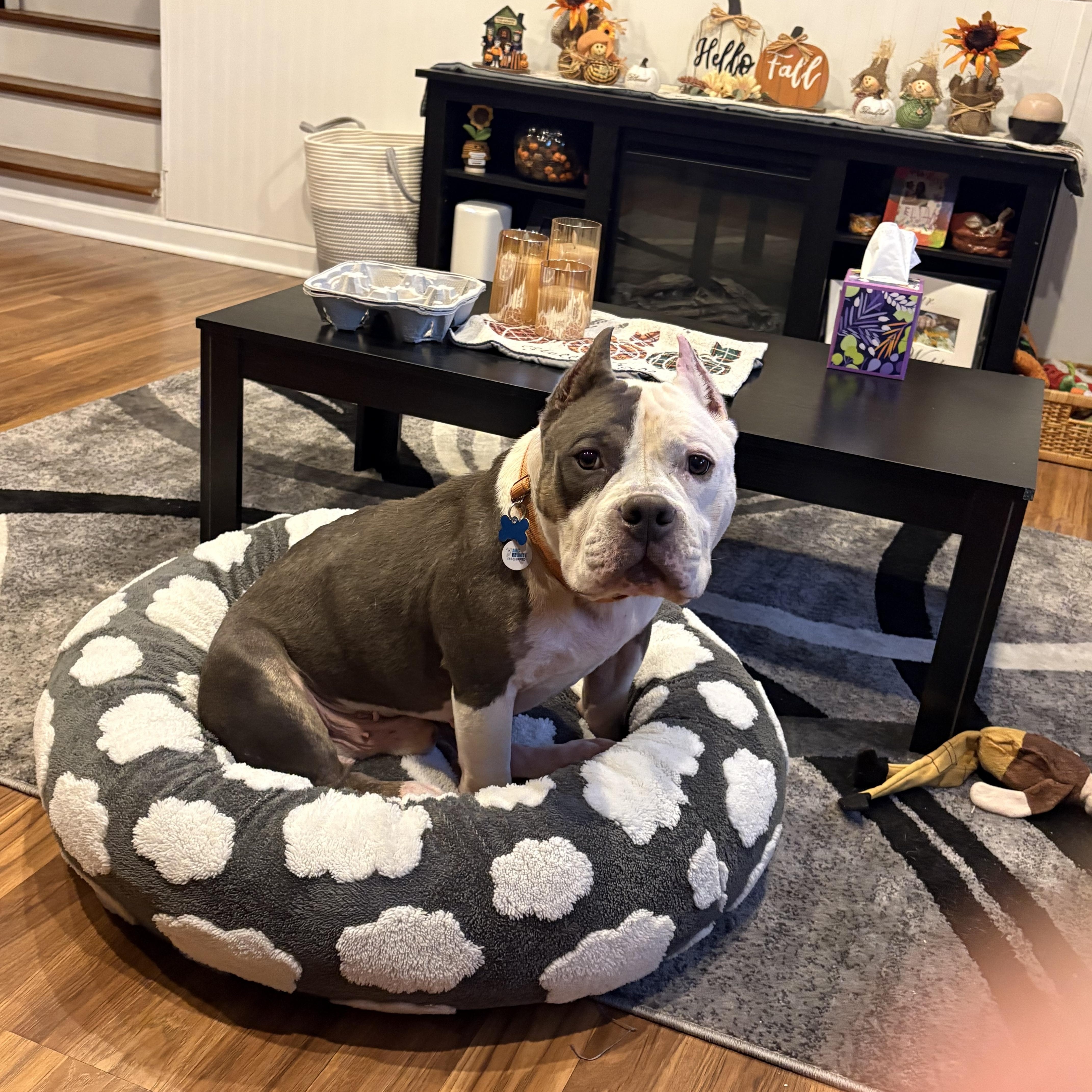 An adult medium-sized male Bicolor Pit Bull Terrier dog named Carl for adoption in Warrenville, IL