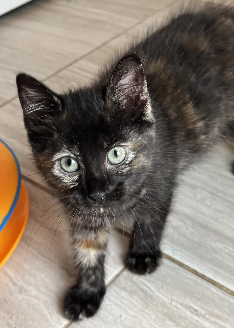 A baby medium-sized female Domestic Short Hair cat named Nova for adoption in Oviedo, FL