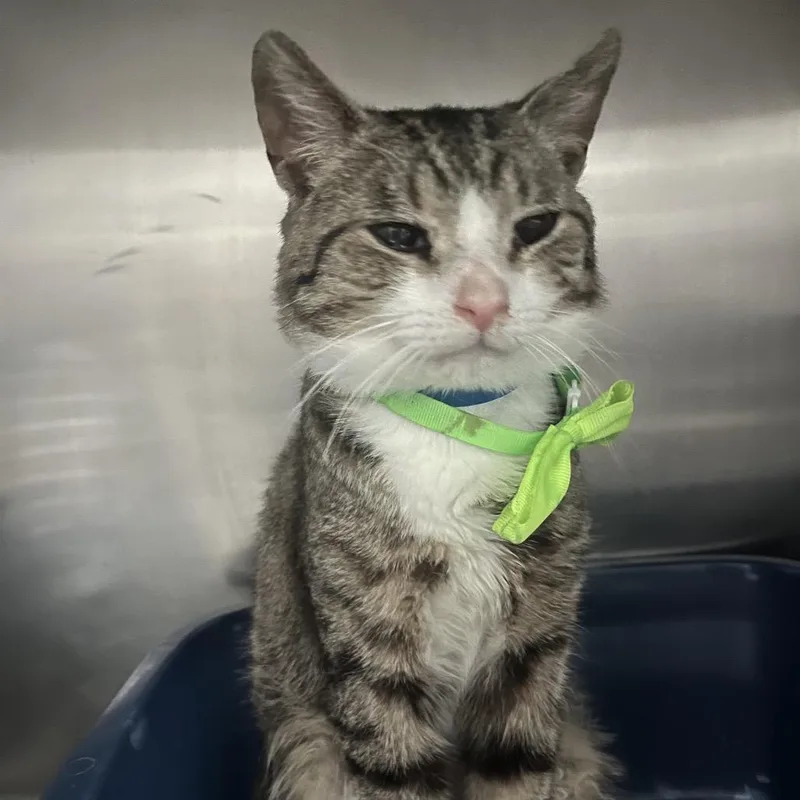 An adult medium-sized male Brown / Chocolate Domestic Short Hair cat named Kirkland for adoption in Lakeland, FL
