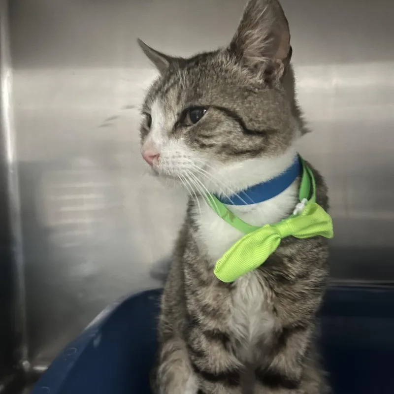 Kirkland thumbnail 2