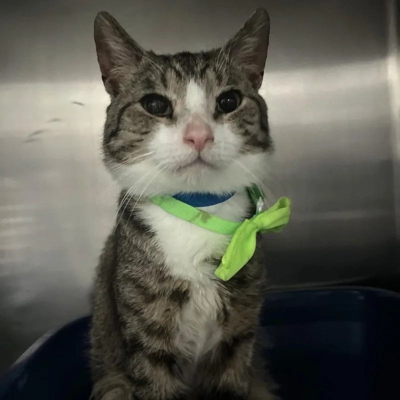 Kirkland thumbnail 3